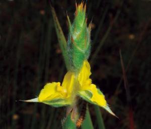<a href="https://taieol.tw/muse/digi_object/e172d7d8c5a4d7369f6aa86076a6cdcc" target="_blank">田蔥／By：金門植物誌／金門國家公園管理處</a>