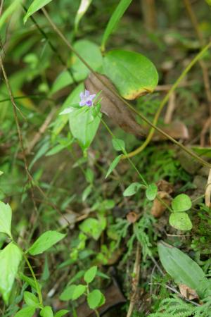 <a href="https://taieol.tw/muse/digi_object/1fed7b608e874e521d0bdc0cec39ab1e" target="_blank">蘆利草／By：yalinglin／iNaturalist</a>