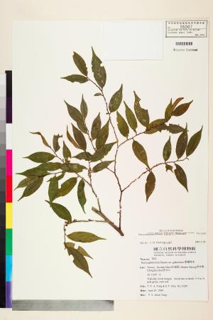 <a href="https://brmas.openmuseum.tw/muse/digi_object/b3bc340e599679e08f222cb6906cafad" target="_blank">米碎柃木／中央研究院生物多樣性研究博物館植物標本館 (HAST)</a>