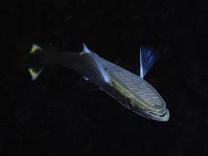 <a href="https://taieol.tw/muse/digi_object/d5708aa891396232708b73cc7bad63fe" target="_blank">長印魚／By：neko_wang／iNaturalist</a>