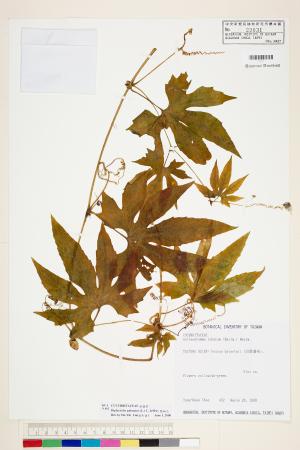 <a href="https://brmas.openmuseum.tw/muse/digi_object/b3cce8c95dd1c32ff7121cd47282da93" target="_blank">雙輪瓜／中央研究院生物多樣性研究博物館植物標本館 (HAST)</a>