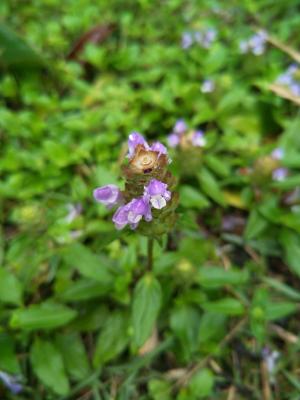 <a href="https://taieol.tw/muse/digi_object/be5b41c549caccf5ac8c155e4120e868" target="_blank">夏枯草／By：shuduan／iNaturalist</a>