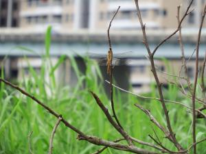 <a href="https://taieol.tw/muse/digi_object/c25c8754e55d3c58db83537a4e57681e" target="_blank">薄翅蜻蜓／By：vole／iNaturalist</a>