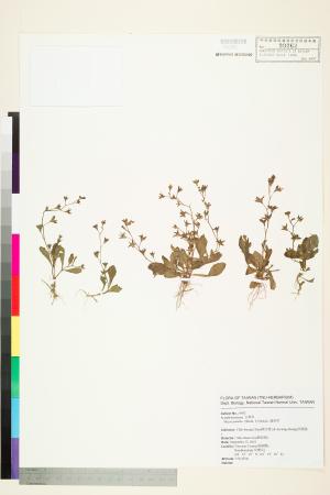 <a href="https://brmas.openmuseum.tw/muse/digi_object/b3f1729be67f28bded00b4b13839b075" target="_blank">通泉草／中央研究院生物多樣性研究博物館植物標本館 (HAST)</a>