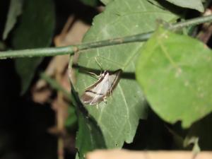 <a href="https://taieol.tw/muse/digi_object/3485651f730c0c2c8bc1db66f08d16d0" target="_blank">Bradina diagonalis／By：stevenson1002／iNaturalist</a>