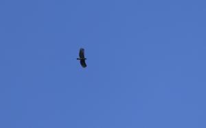 <a href="https://taieol.tw/muse/digi_object/202e76327bb6830d682b0da80e48ac3d" target="_blank">熊鷹／By：allenlyu／iNaturalist</a>