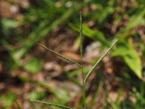 <a href="https://taieol.tw/muse/digi_object/f4fc6cad5e35647ffbf47c6a7a38db5d" target="_blank">鴨姆草／By：doggy0406／iNaturalist</a>