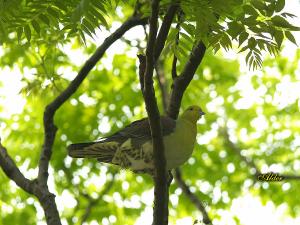 20090725_380271_Green_Pigeon_2438.jpg