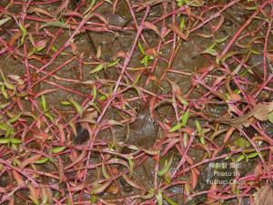 <a href="https://taieol.tw/muse/digi_object/e171decbcdaffdde2eed57547b14332d" target="_blank">水竹葉／By：陳育賢／陳育賢</a>