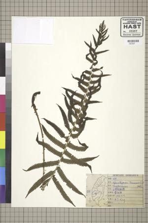 <a href="https://brmas.openmuseum.tw/muse/digi_object/b436e7ef0836917cd22da680bc3d98da" target="_blank">台灣圓腺蕨／中央研究院生物多樣性研究博物館植物標本館 (HAST)</a>