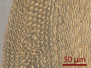 <a href="https://taieol.tw/muse/digi_object/164a51a4d7c414136bb4a711b5f091e2" target="_blank">中台白齒苔／By：姚奎宇／太魯閣國家公園管理處</a>