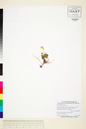 <a href="https://brmas.openmuseum.tw/muse/digi_object/b43c20d5cd78018f6dbf13fc03f0b360" target="_blank">雙黃花堇菜／中央研究院生物多樣性研究博物館植物標本館 (HAST)</a>