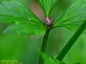 <a href="https://taieol.tw/muse/digi_object/5716a622e290e6e5602c4e10202af47f" target="_blank">圓白星椿象／By：kinmatsu／iNaturalist</a>
