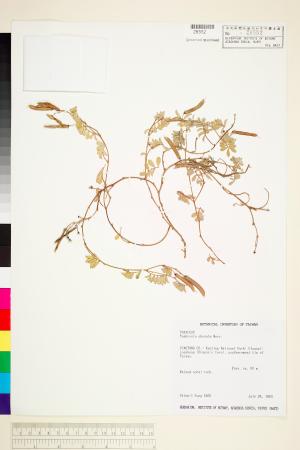 <a href="https://brmas.openmuseum.tw/muse/digi_object/b4488a61a1cab49ebcf87e9f6b0b5dde" target="_blank">台灣灰毛豆／中央研究院生物多樣性研究博物館植物標本館 (HAST)</a>