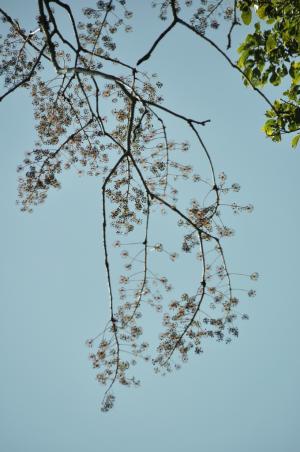 <a href="https://taieol.tw/muse/digi_object/c66adb25826104c1e4a7eb6285ad8071" target="_blank">臺灣五葉參／By：RECKON／臺灣物種名錄(TaiCOL)</a>