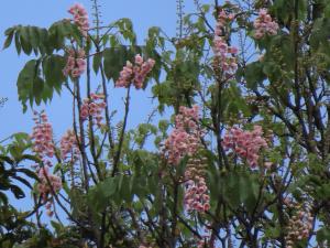 <a href="https://taieol.tw/muse/digi_object/e639f0d600053061c0195b05e21401f3" target="_blank">鐘萼木／By：naturalist14740／iNaturalist</a>