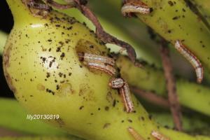 <a href="https://taieol.tw/muse/digi_object/c4e4c9bf5bf4c82cd3a6fe65b4f5507e" target="_blank">Spodoptera picta／By：李雪／臺灣物種名錄(TaiCOL)</a>