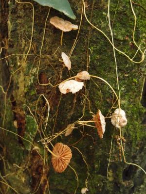 Marasmiellus dendroegrus(枝狀微皮傘)