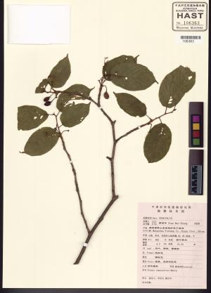 <a href="https://brmas.openmuseum.tw/muse/digi_object/b46193677bc6fac272c63ac4c555d47e" target="_blank">山櫻花(緋櫻、山櫻桃)／中央研究院生物多樣性研究博物館植物標本館 (HAST)</a>