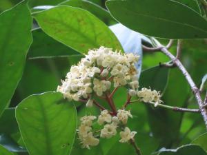 <a href="https://taieol.tw/muse/digi_object/98aa35f40dad28105dffea2671021a8d" target="_blank">珊瑚樹／By：naturalist14740／iNaturalist</a>