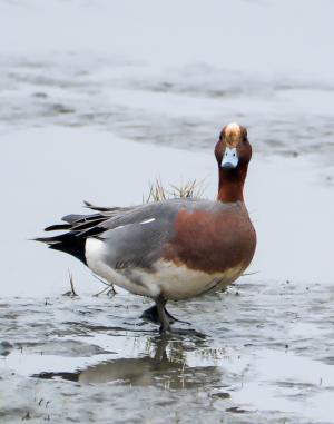 <a href="https://taieol.tw/muse/digi_object/950408b7acc4d7afa7cb249f0aba3a33" target="_blank">赤頸鴨／By：huaitech／iNaturalist</a>