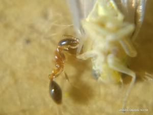 <a href="https://taieol.tw/muse/digi_object/54a226f8974aac98b4bba96c82d6a741" target="_blank">花居單家蟻／By：naturalist97663／iNaturalist</a>