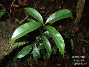 <a href="https://taieol.tw/muse/digi_object/2204f9f12df769839f8c8a27d75d5184" target="_blank">毽子櫟／By：cyst007／iNaturalist</a>