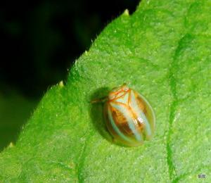 <a href="https://taieol.tw/muse/digi_object/ae4679a9f40a0907f53eaff751b424df" target="_blank">Hemisphaerius formosus／By：謝怡萱／臺灣物種名錄(TaiCOL)</a>