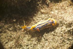 DSC08113 Chromodoris colemani