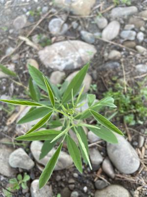 <a href="https://taieol.tw/muse/digi_object/b8a08f5d2b96cef893dbd6f3d64d9f76" target="_blank">木豆／By：tang1202／iNaturalist</a>