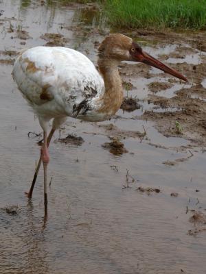<a href="https://taieol.tw/muse/digi_object/2300ee1451511858438cb7a082ad8790" target="_blank">白鶴／By：inlandbirder／iNaturalist</a>