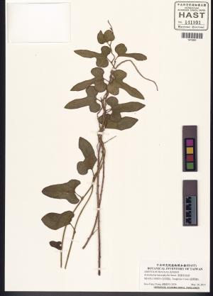 <a href="https://brmas.openmuseum.tw/muse/digi_object/b4da3dd9ba179ef47ea5943b81af5298" target="_blank">異葉馬兜鈴／中央研究院生物多樣性研究博物館植物標本館 (HAST)</a>