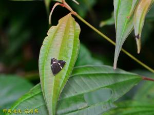 <a href="https://taieol.tw/muse/digi_object/e4d03c70d93d03976b985603d9ab0257" target="_blank">Alampla arcifraga／By：kinmatsu／iNaturalist</a>