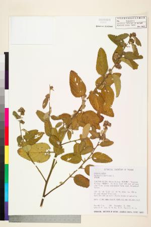 <a href="https://brmas.openmuseum.tw/muse/digi_object/b4e99cf64c8eb53aa93da2707f972d31" target="_blank">草梧桐／中央研究院生物多樣性研究博物館植物標本館 (HAST)</a>