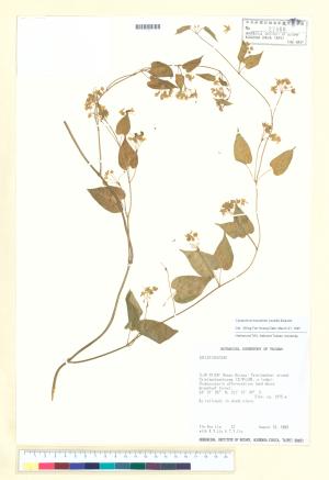 <a href="https://brmas.openmuseum.tw/muse/digi_object/b4f0432470dd1b3e5eb96262f96e2f82" target="_blank">薄葉牛皮消／中央研究院生物多樣性研究博物館植物標本館 (HAST)</a>