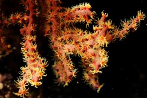 中華星柳珊瑚