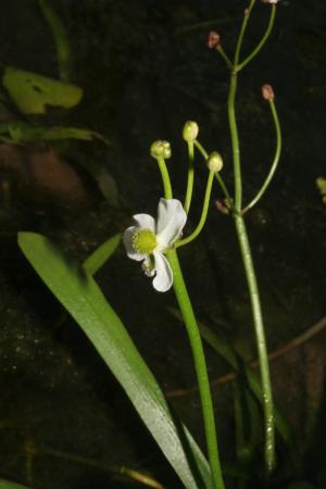 瓜皮草-Alismataceae澤瀉科-慈姑屬-Sagittaria pygmaea-IMG_9656