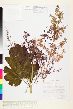 <a href="https://brmas.openmuseum.tw/muse/digi_object/b5222c8df1cb3527076fb5ef8571bb92" target="_blank">博落迴／中央研究院生物多樣性研究博物館植物標本館 (HAST)</a>