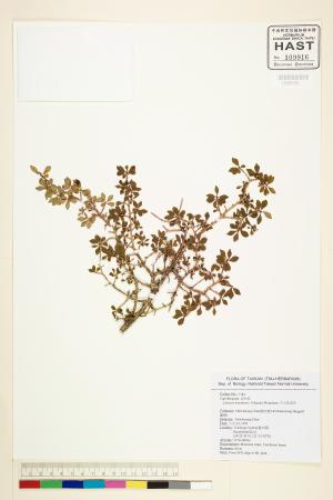 <a href="https://brmas.openmuseum.tw/muse/digi_object/b5298ccf47ae5d460975a71ebe6cd7f8" target="_blank">川上氏忍冬／中央研究院生物多樣性研究博物館植物標本館 (HAST)</a>