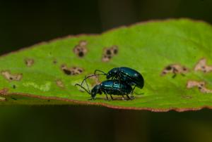 藍金花蟲