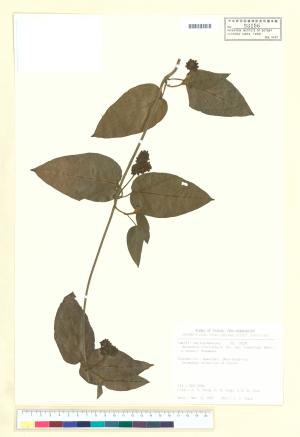 <a href="https://brmas.openmuseum.tw/muse/digi_object/b559f4092e50d668d4b66544d9544dbb" target="_blank">絨毛芙蓉蘭／中央研究院生物多樣性研究博物館植物標本館 (HAST)</a>