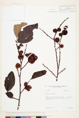 <a href="https://brmas.openmuseum.tw/muse/digi_object/b57c46a5183c66f11f77c40ab781fa36" target="_blank">俄氏柿(台東柿)／中央研究院生物多樣性研究博物館植物標本館 (HAST)</a>