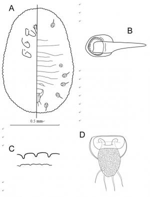 Aleurodicus machili  Takahashi, 1931