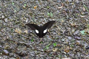 <a href="https://taieol.tw/muse/digi_object/a921ed61e7ac59f118b6906f10c33e52" target="_blank">Papilio helenus／By：pseudoshuigeeee／iNaturalist</a>