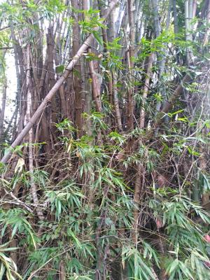 <a href="https://taieol.tw/muse/digi_object/ad3e6dd9ef411dce8922672cf44feb29" target="_blank">刺竹／By：chiehliangchen／iNaturalist</a>