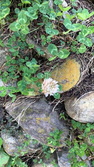 <a href="https://taieol.tw/muse/digi_object/49e021827f4bddf361e7430ebf406716" target="_blank">菽草／By：tulipilove／iNaturalist</a>