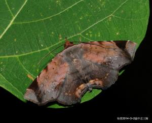 <a href="https://taieol.tw/muse/digi_object/f14d4d95b25691aeff40425e3cc52557" target="_blank">Mecodina albodentata／By：謝怡萱／臺灣物種名錄(TaiCOL)</a>
