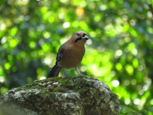 <a href="https://taieol.tw/muse/digi_object/9f3a3d570279cdd0526e65b693a5bbc3" target="_blank">松鴉／By：adachao／iNaturalist</a>