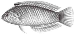 <a href="https://fishdb.sinica.edu.tw/muse/digi_object/5daa8fdbb5b7c8be3d54de5103a9cfaf" target="_blank">Macropharyngodon moyeri／By：鄭義郎／鄭義郎</a>