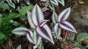 <a href="https://taieol.tw/muse/digi_object/0ad6c46a18bcd28721816560e2c8d556" target="_blank">吊竹草／By：larivera／iNaturalist</a>